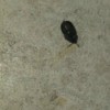 Identifying Small Black Bugs - shiny black bug