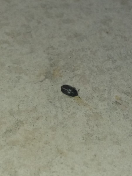 Identifying Small Black Bugs