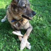 What breed is My German Shepherd Mixed With? tan and black dog