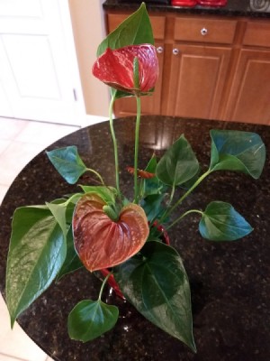 Identifying a Houseplant - plant with red leaf looking flower