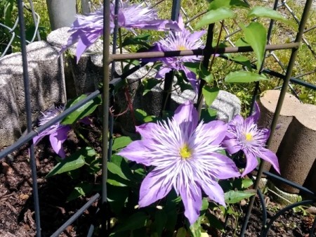 'Crystal Palace' Clematis - pretty light purple blooms