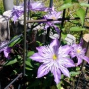 'Crystal Palace' Clematis - pretty light purple blooms