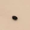 Identifying a Tiny Black Bug - closeup of bug