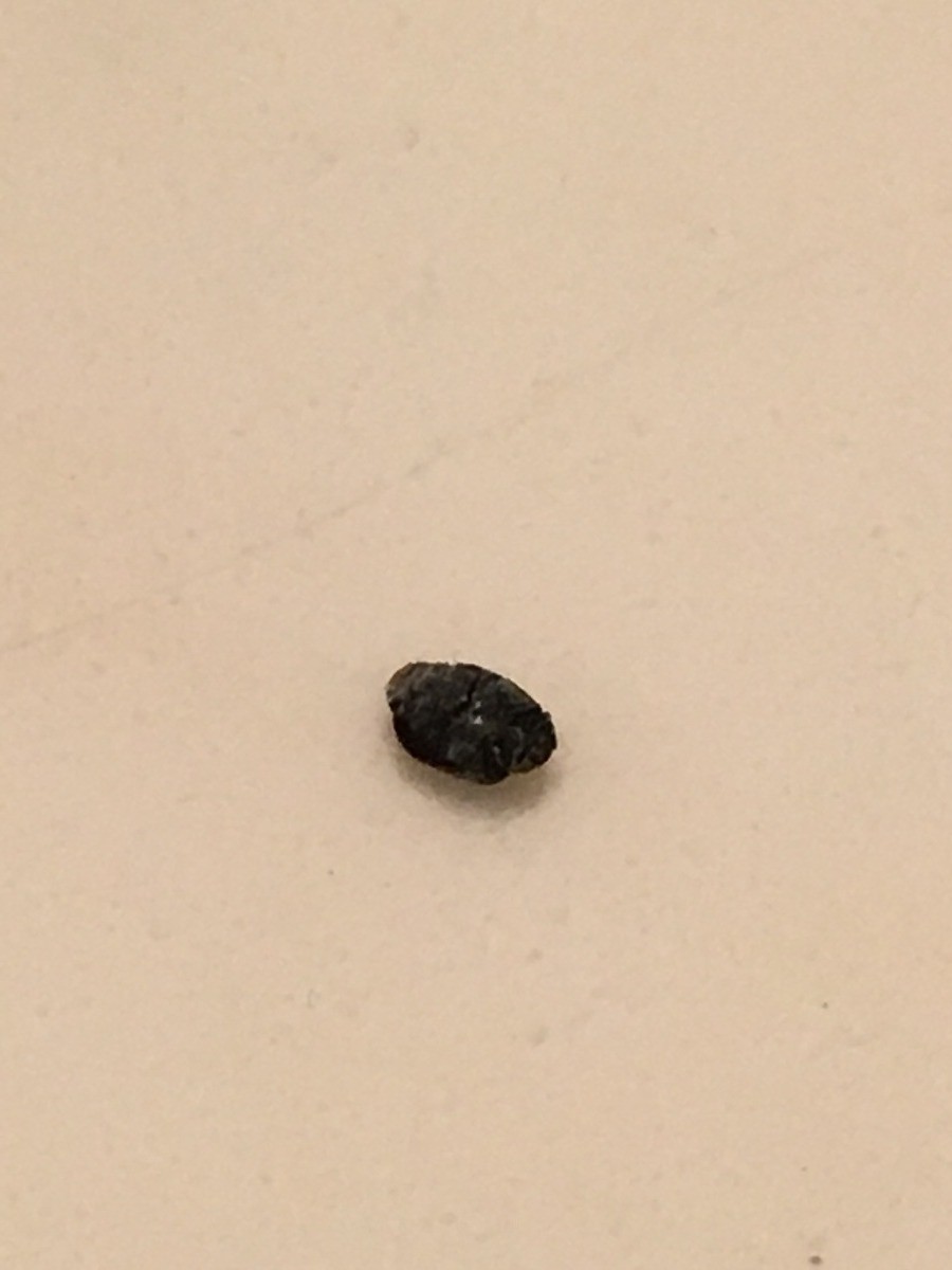 Identifying a Tiny Black Bug? | ThriftyFun