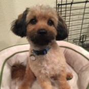 What Breed Is My Dog? - tan dog with darker legs and much darker ears and muzzle