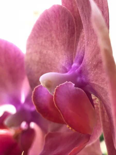 Pink Bloom (Orchid) - closeup of orchid bloom