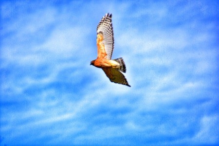 A hawk flying against a blue sky with white clouds.