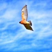 A hawk flying against a blue sky with white clouds.