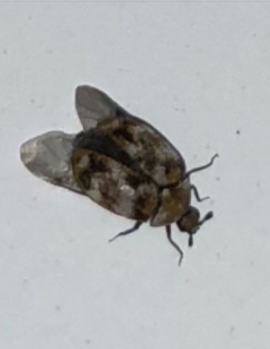 Identifying a Flying Insect - round bodied insect with largish wings