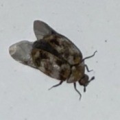 Identifying a Flying Insect - round bodied insect with largish wings