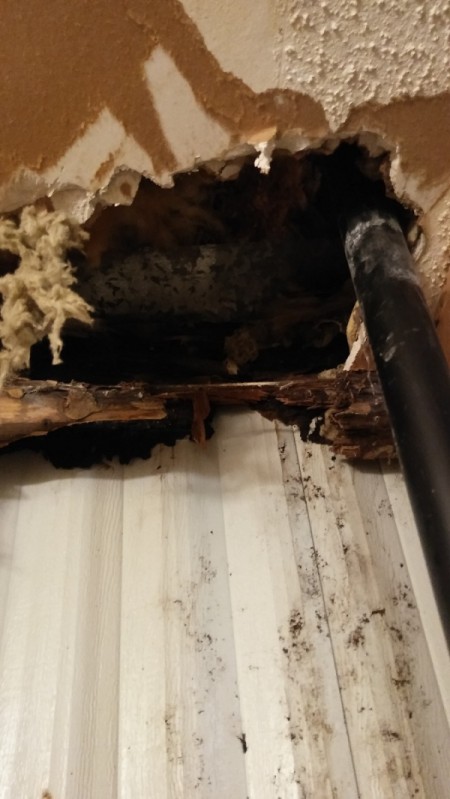 Financial Help to Remove Black Mold and Repair Walls