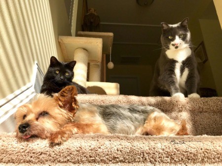 Caesar (Yorkshire Terrier) - sleeping on the stairs with two cats in the background