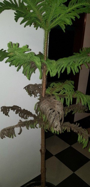 Norfolk Pine Is Dying - lower branches turning brown