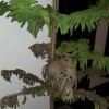 Norfolk Pine Is Dying - lower branches turning brown