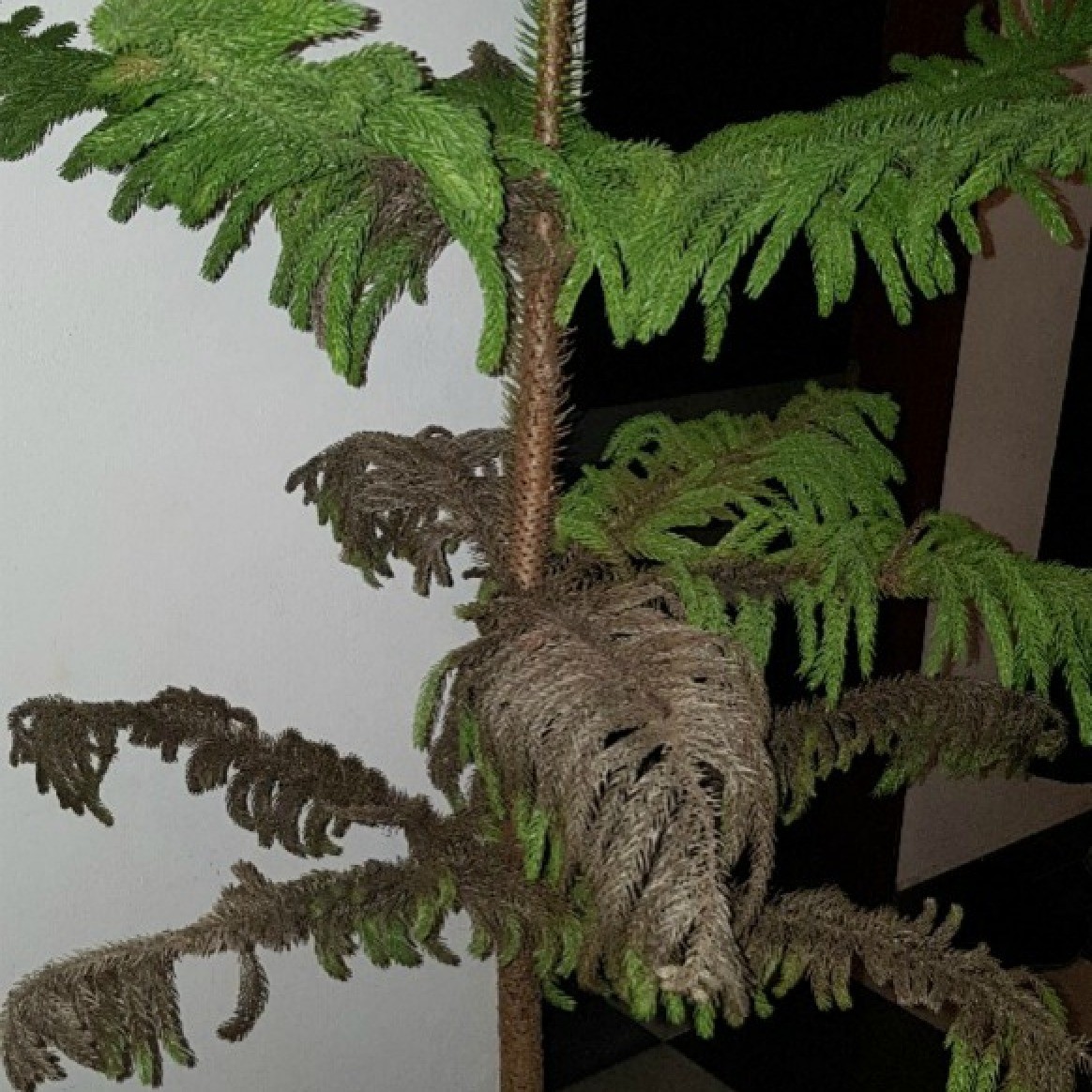 Norfolk Pine Is Dying? ThriftyFun