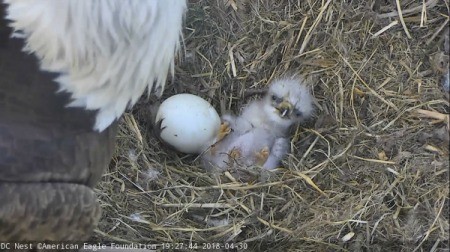 A newborn Bald Eagle chick next to an unhatched egg.