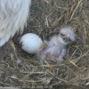 A newborn Bald Eagle chick next to an unhatched egg.