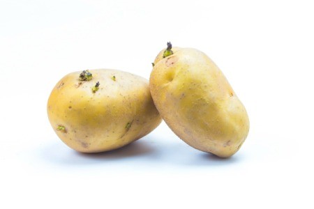 Budding Potatoes on a white background