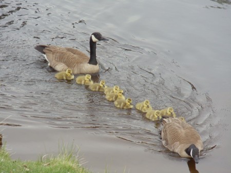 Out for a Swim (Canada Geese) - 2 adult geese swimming with their babies in the river