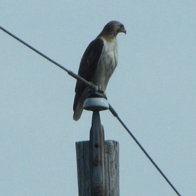 A hawk sitting on a power pole.
