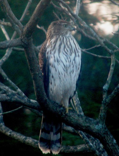 A hawk sitting in tree branches.