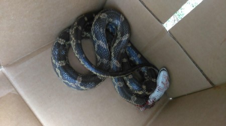 Identifying a Snake - dark striped snake in a box