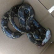 Identifying a Snake - dark striped snake in a box