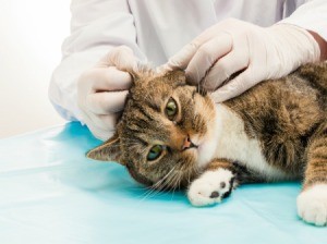 Cat laying on a vet table getting it's ears checked.