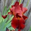 My First Iris 2018 - copper red iris bloom