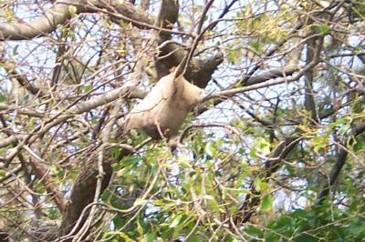 Eastern Tent Caterpillar