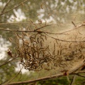 Eastern Tent Caterpillars in a tree