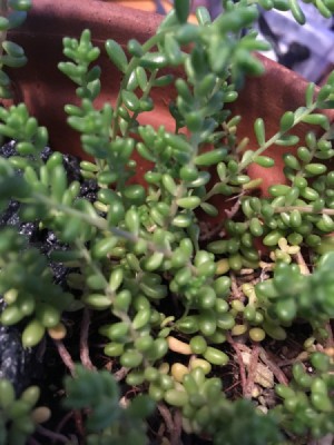 Identifying a Houseplant - succulent with small nubby leaves