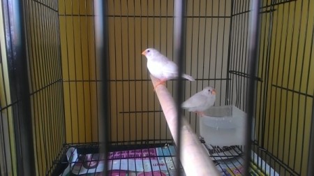 Two finches in a cage.