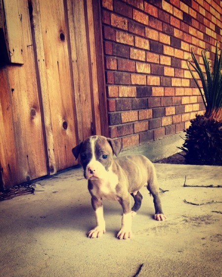 Is My Pit Bull Pure Bred? - grey and white puppy