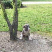 Is My Pit Bull Pure Bred?