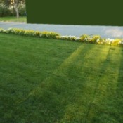 Product Review: Falcon 4 Lawn Grass Seed - pretty green lawn