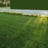 Product Review: Falcon 4 Lawn Grass Seed - pretty green lawn