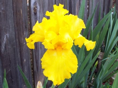 An Iris For Betty (Yellow Iris) - intensely yellow bloom