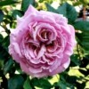 Summer Romance Rose - dark pink rose bloom with tight swirling petals