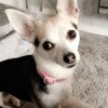 Is My Dog a Purebred Chihuahua? - black and white Chihuahua