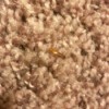 Identifying a Thin Brown Crawling Bug