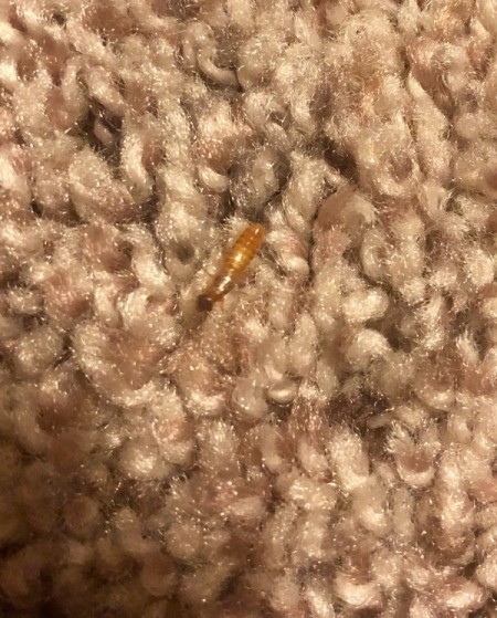 Identifying a Thin Brown Crawling Bug