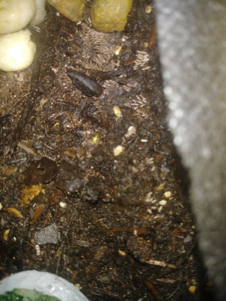 Identifying Insect Eggs | ThriftyFun