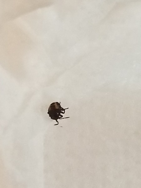 Identifying Tiny Bugs in Clothes Closet