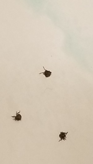Identifying Tiny Bugs in Clothes Closet - small dark brown bugs