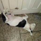 Is My Pit Bull Pure Bred? - black and white puppy