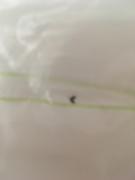 Identifying a Small Black Biting Bug