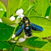 Carpenter Bee on a plant.