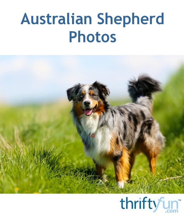 Australian Shepherd Photos | ThriftyFun