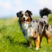 Australian Shepherd in a grassy field.